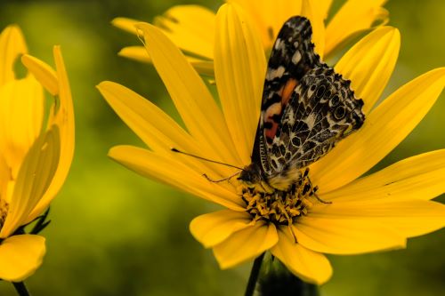 How to Create a Pollinator Garden at Your School