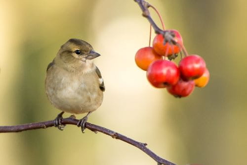 Gardening for the Birds: Connecting Science and Stewardship at Home