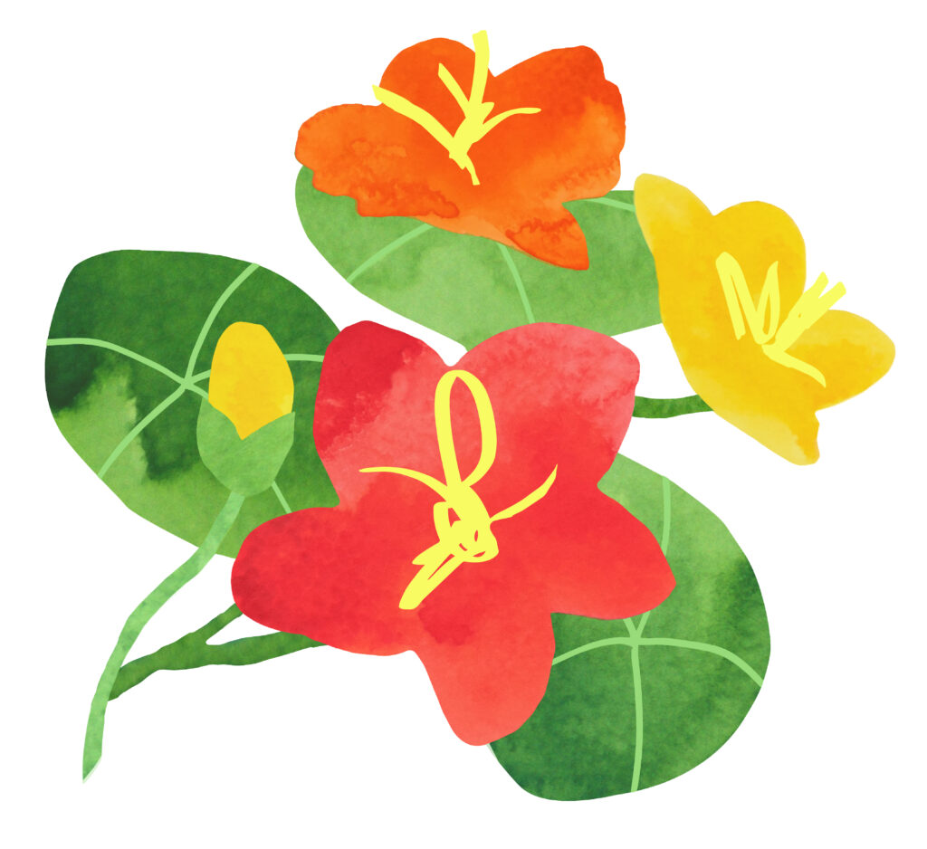 Capucine Montessori School - Wildflower School
